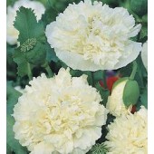 Papaver_somniferum_paeony_Cream_Bolpapaver