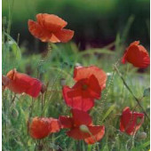 Papaver rhoeas BIO
