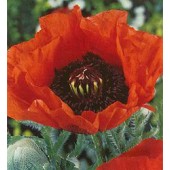 Papaver orientale Brilliant