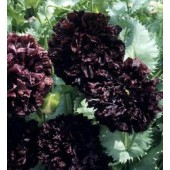 Papaver_somniferum_paeony_Black_klaproos