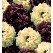 Papaver_somniferum_paeony_Musical_Score _bolpapaver