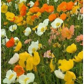 Papaver nudicaule Iceland mix