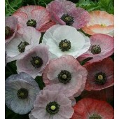 Parelmoer_Klaproos_Papaver_rhoeas_Mother_of_Pear