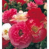 Papaver rhoeas Shirly d.bl. mix