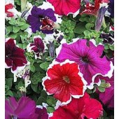 Petunia_grandiflora_Frost_Mix