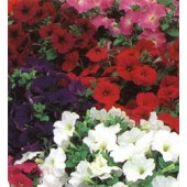 Petunia multiflora F1 Special Mix