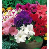 Petunia_grandiflora_F1_Special_mix_J00477