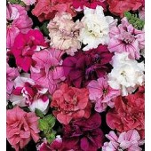 Petunia Duo Mixed F1