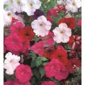 Petunia multiflora Bedding Mix