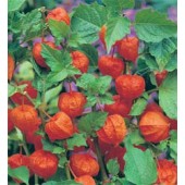 Physalis_alkekengi _Lampionplant