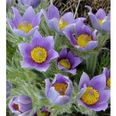 Pulsatilla_vulgaris_Wildemanskruid