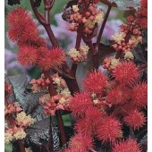 Wonderboom_Ricinus_communis_gibsonii