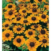 Rudbeckia hirta Toto Gold