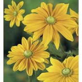 Rudbeckia hirta Irish Spring