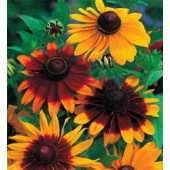 Rudbeckia hirta Gloriosa Daisies