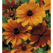 Rudbeckia hirta Rustic Dwarfs