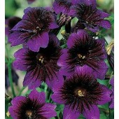 Salpiglossis_sinuata_Kew_Blue_Trompetbloem