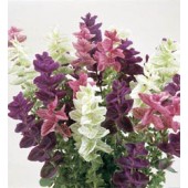 Salvia hormonium - viridis Bouquet gemengd