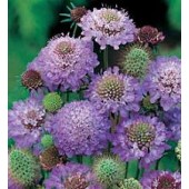 Scabiosa atropurpurea Blue Cushion