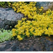 Sedum acre geel