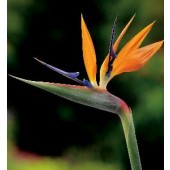 Strelitzia_reginae_Paradijsvogelbloem