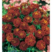 Afrikaantje_Tagetes_patula_Red_Cherry