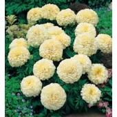 Tagetes_erecta_Vanilla