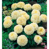 Tagetes_erecta_Vanilla