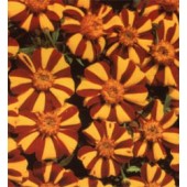 Tagetes_patula_Jolly_Jester