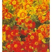 Tagetes_tenuifolia_Starfire_Mix_Bol-Afrikaantje