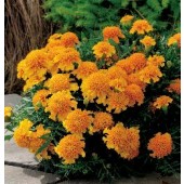 Tagetes patula Chasca