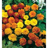 Tagetes_patula_lage_dubbele_mix