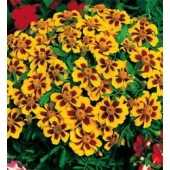 Tagetes_patula_nana_Naughty_Marietta