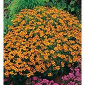 Tagetes_tenuifolia_Golden_Gem_bolafrikaantje