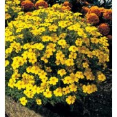 Tagetes_tenuifolia_Lemon_Gem