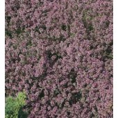 Thymus_serpyllum_Tijm_Kruiptijm