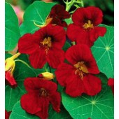 Tropaeolum minus Tip Top Velvet