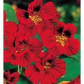 Tropaeolum_minus_Mahogany_Gleam_Oost-Indische-Kers