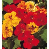 Tropaeolum majus Jewel mix