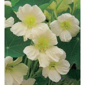 Tropaeolum_majus_Milkmaid_Oost-Indische-Kers