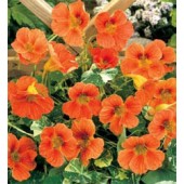 Tropaeolum_minus_Alaska_Salmon_Orange