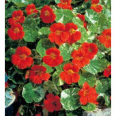 Tropaeolum minus Alaska Tip Top Red