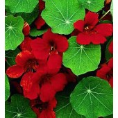 Tropaeolum majus Emperess of India