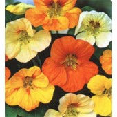 Tropaeolum majus Tom Thumb mix