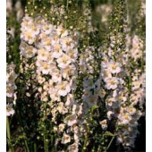 Verbascum phoeniceum Flush of White