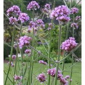 Verbena_bonariensis_Purple_Top_IJzerhard