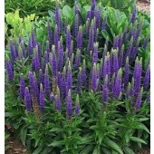 Veronica spicata blauw