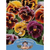 Viola_wittrockiana_Reuzen_Frou_Frou_mix