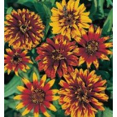 Zinnia_haageana_Old_Mexico