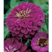 Bloemzaden_Zinnia_Purple_Prince